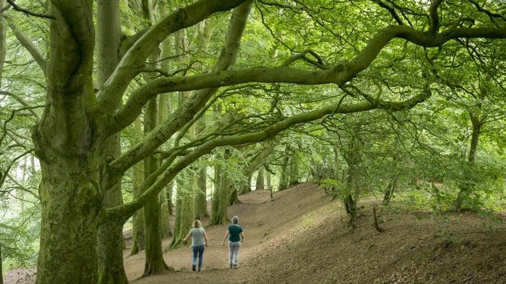 Two people walk down a broad woodland path, with tall trees in bright green leaf towering above them